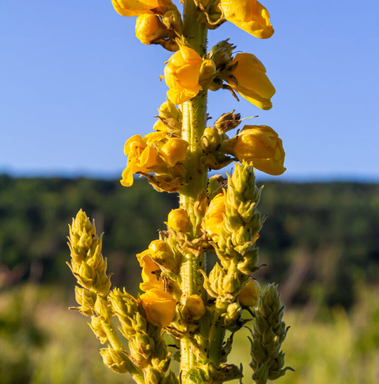 Reconstructor capilar ELIXIR Biotech 